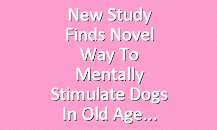 New Study Finds Novel Way to Mentally Stimulate Dogs in Old Age