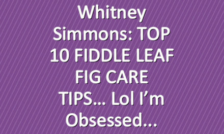 Whitney Simmons: TOP 10 FIDDLE LEAF FIG CARE TIPS… lol I’m obsessed